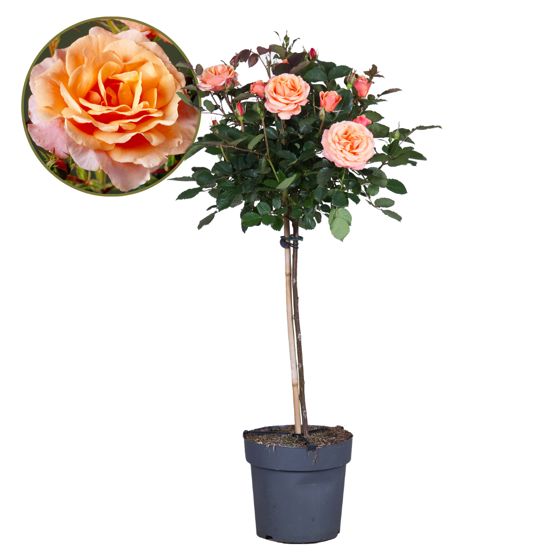 Ruusupuu - Rosa palace 'Catherine' - Korkeus 80–100cm - ⌀19cm