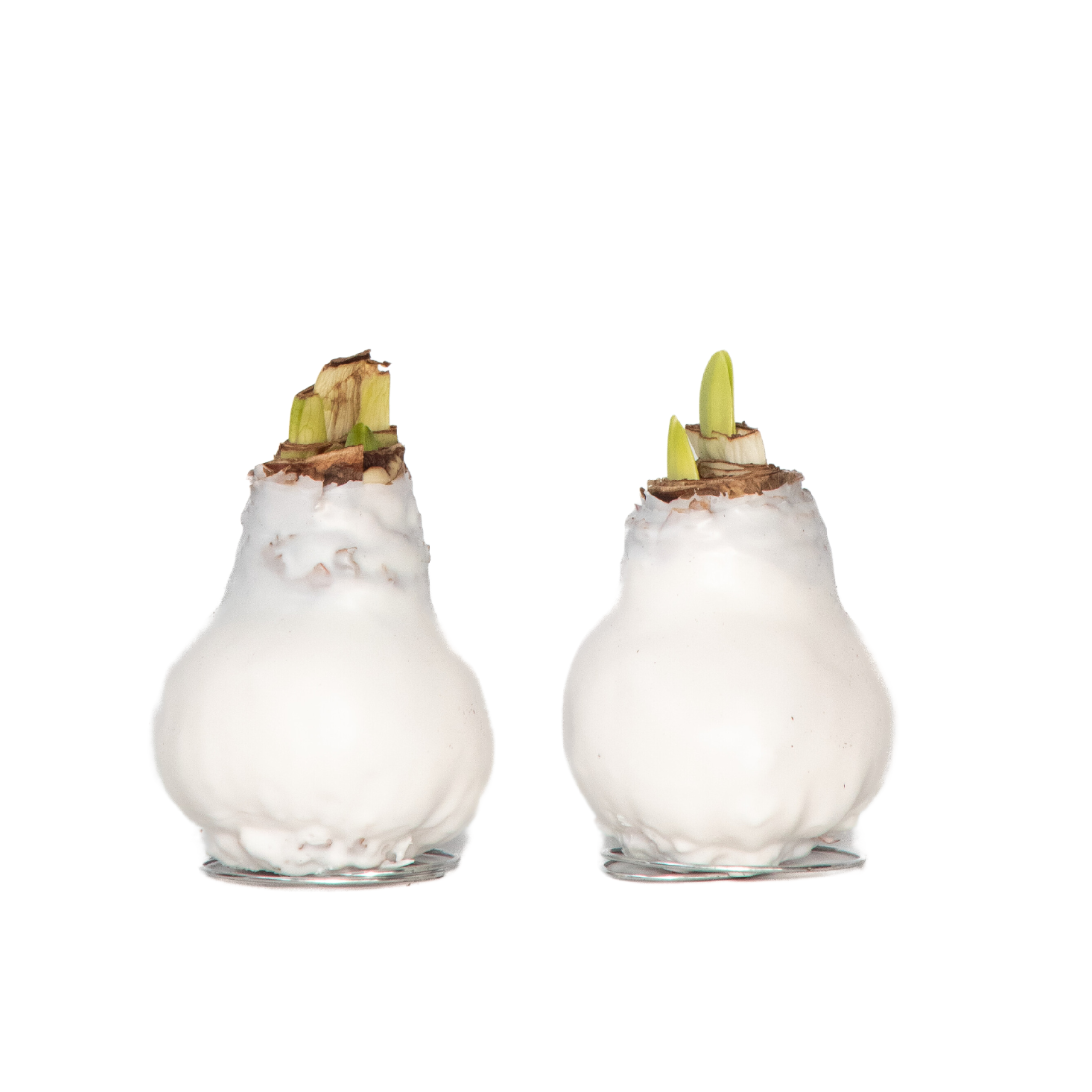 Amaryllis - Hippeastrum 'Wax White' - Kukkasipuli - Punainen