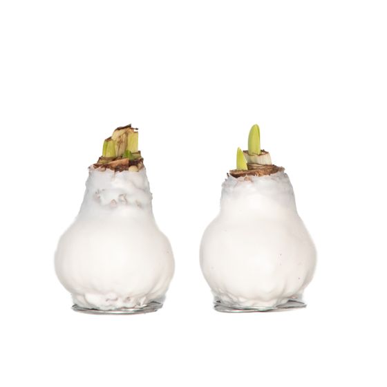 Amaryllis - Hippeastrum 'Wax White' - Kukkasipuli - Punainen