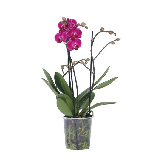 Perhoskämmekkä - Phalaenopsis Multiflora - Korkeus 35-45 cm - ⌀12 cm