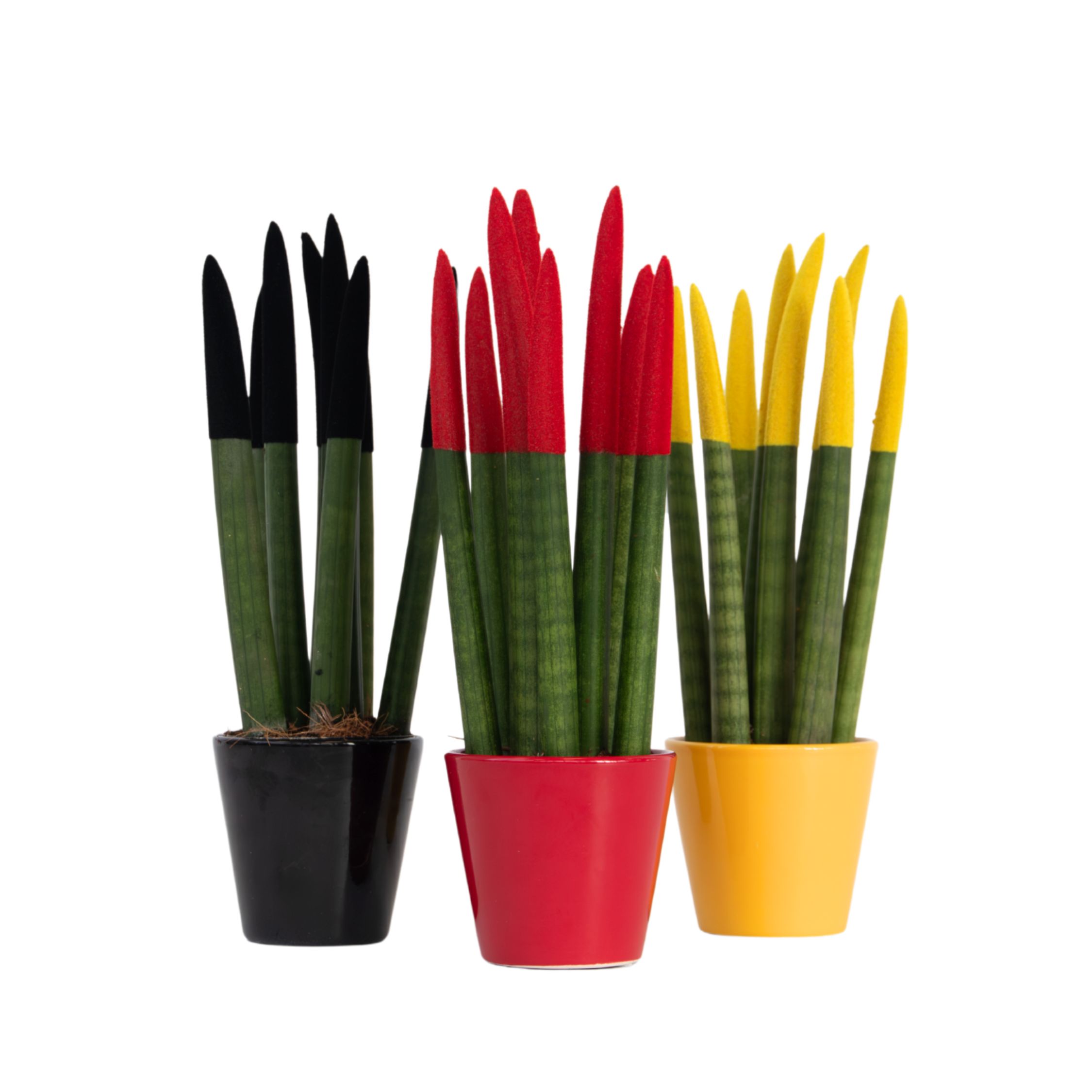 Velvet-käärmekasvi - 3 kpl - Sansevieria cylindrica - Korkeus 20-40cm - ⌀9cm