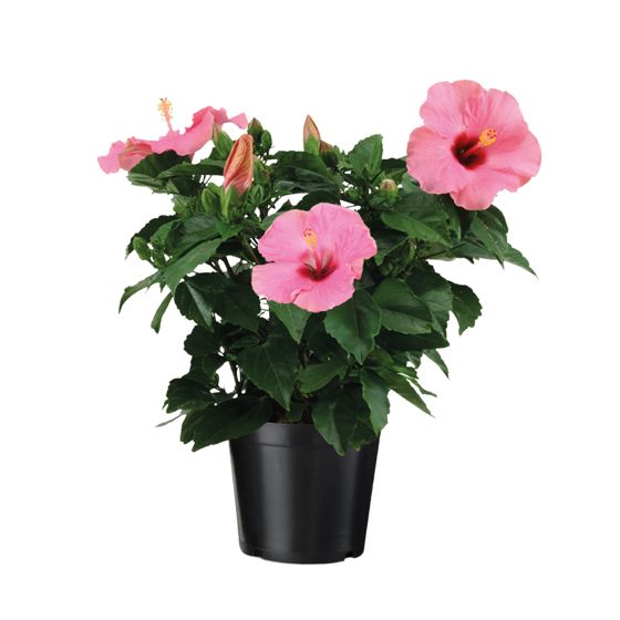Kiina-ruusu - Hibiscus rosa-sinensis - Vaaleanpunainen - K40-50cm - ⌀17cm