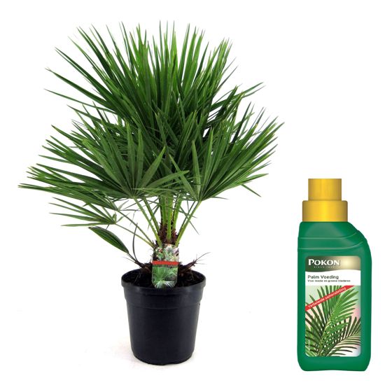 Euroopan viuhkapalmu - Chamaerops humilis - Korkeus 70-80cm - ⌀21cm