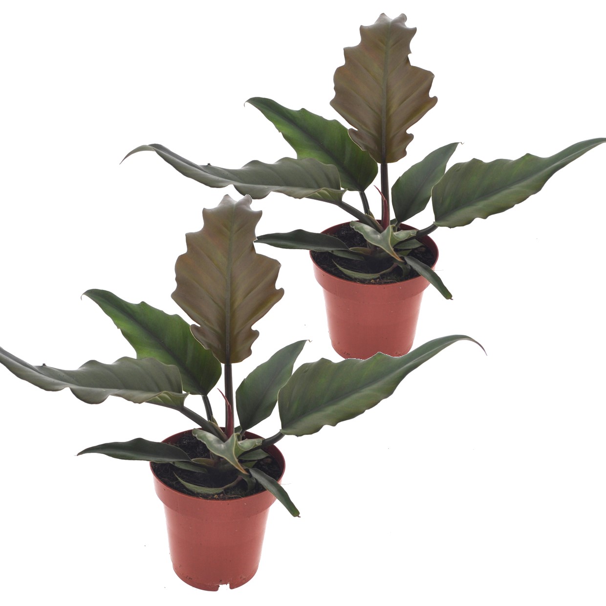 Sydänkasvi - 2 kpl - Philodendron 'Caramel' - Korkeus 25-35cm - ⌀12cm