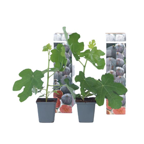 Tavallinen viikuna - 2 kpl - Ficus carica 'Brown Turkey' - K25-40cm - ⌀9cm