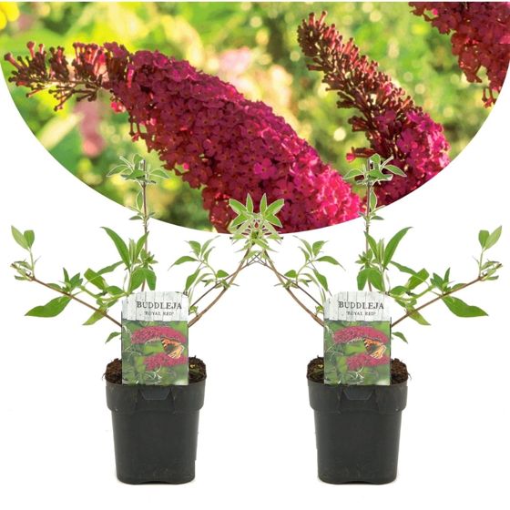 Kesäsyreeni - 2 kpl - Buddleja davidii 'Royal Red' - Korkeus 30-40cm - ⌀17cm