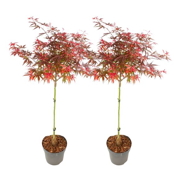 Japanin vaahtera - 2 kpl - Acer palmatum 'Shaina' - Korkeus 80-90cm - ⌀19cm