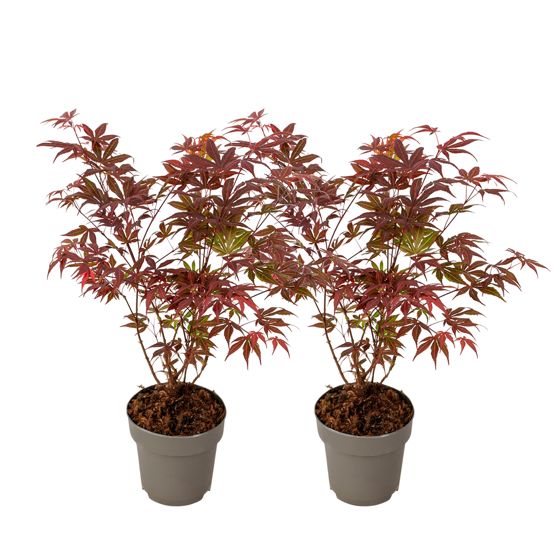 Japanin vaahtera - 2 kpl - Acer palmatum Atropurpureum - Korkeus 35-55cm - ⌀15cm