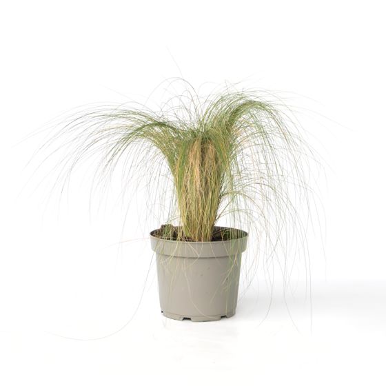 Sulkasara - Pennisetum 'Stipa' - Korkeus 40-60 cm - ⌀23 cm