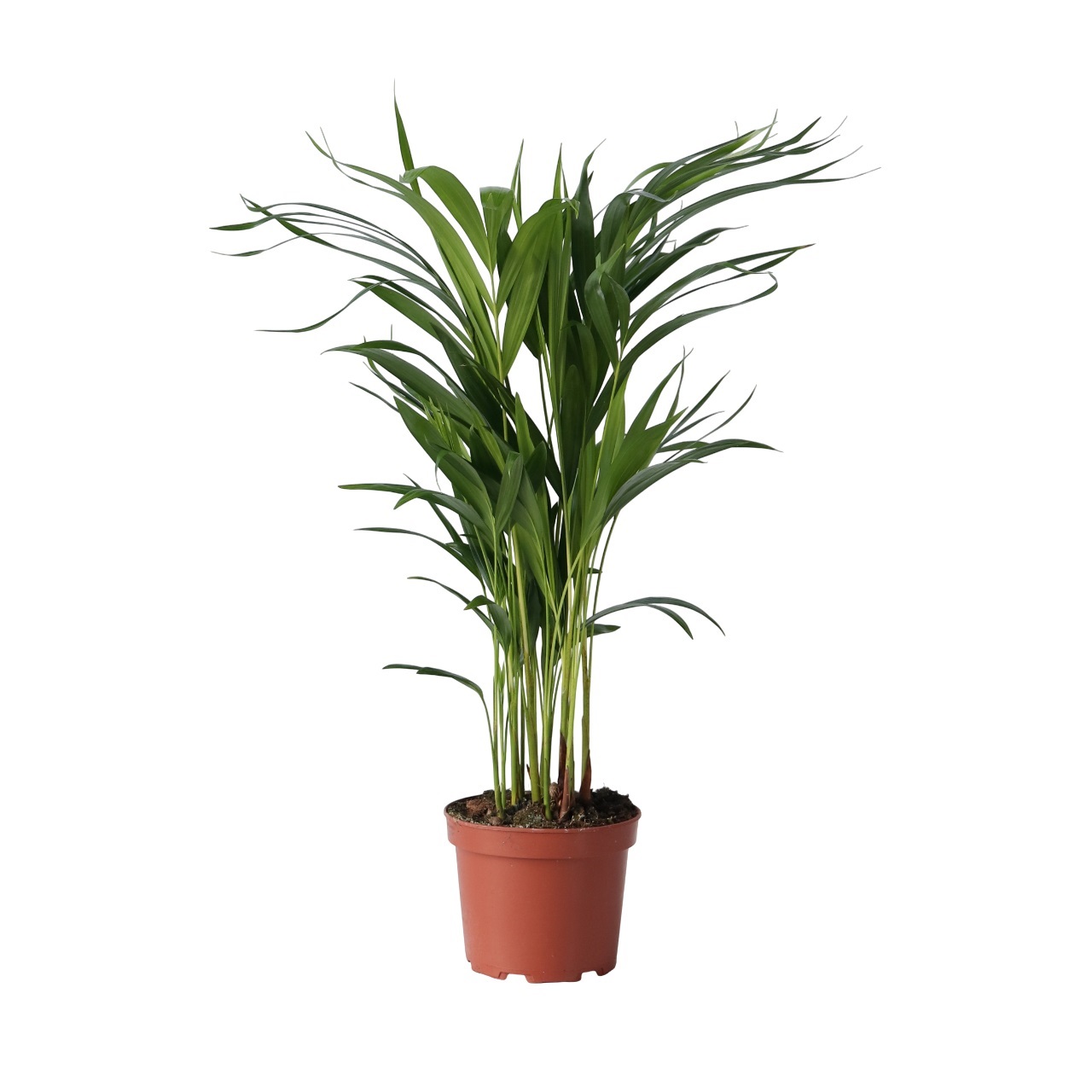 Arekapalmu - Dypsis lutescens - Korkeus 60-70cm - ⌀17cm