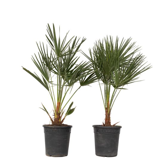 Euroopan viuhkapalmu - 2 kpl - Chamaerops humilis - Korkeus 70-80cm - ⌀21cm