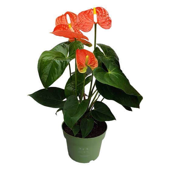 Anthurium - 'Madural Orange' - Korkeus 40-55cm - ⌀14cm