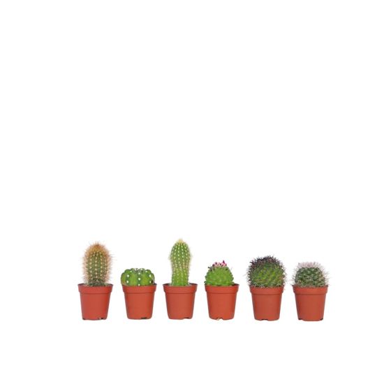 Pienet kaktukset - 60 kpl. - Kaktus - Korkeus 5-10cm - ⌀5,5cm