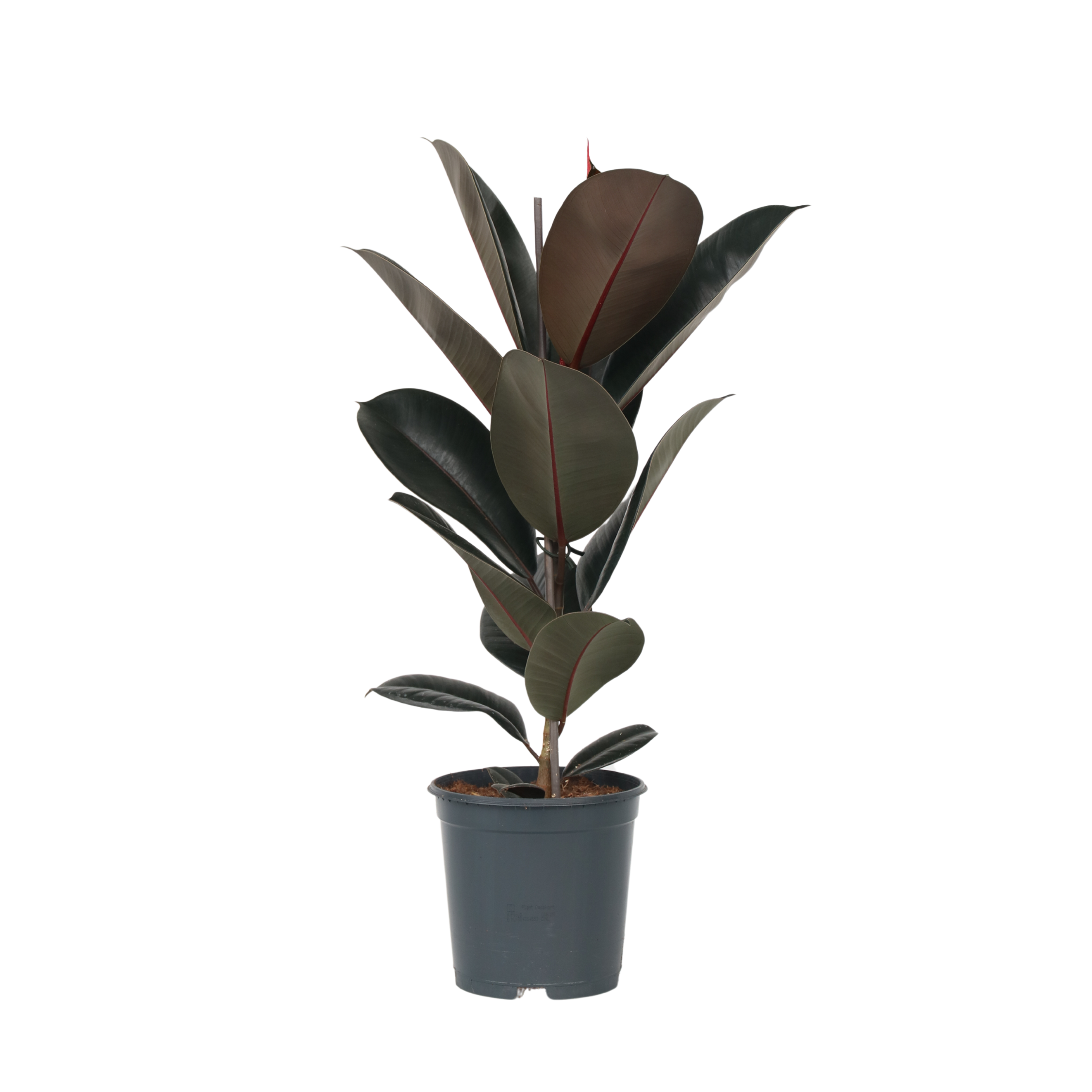 Kumipuu - Ficus Elastica 'Abidjan' - Korkeus 75-100cm - ⌀24cm