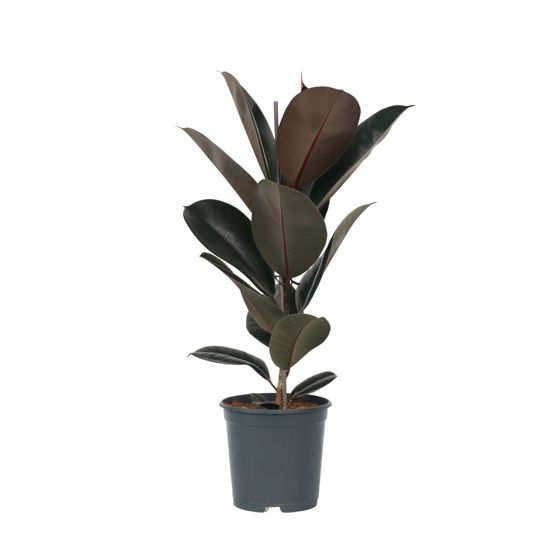 Kumipuu - Ficus Elastica 'Abidjan' - Korkeus 75-100cm - ⌀24cm