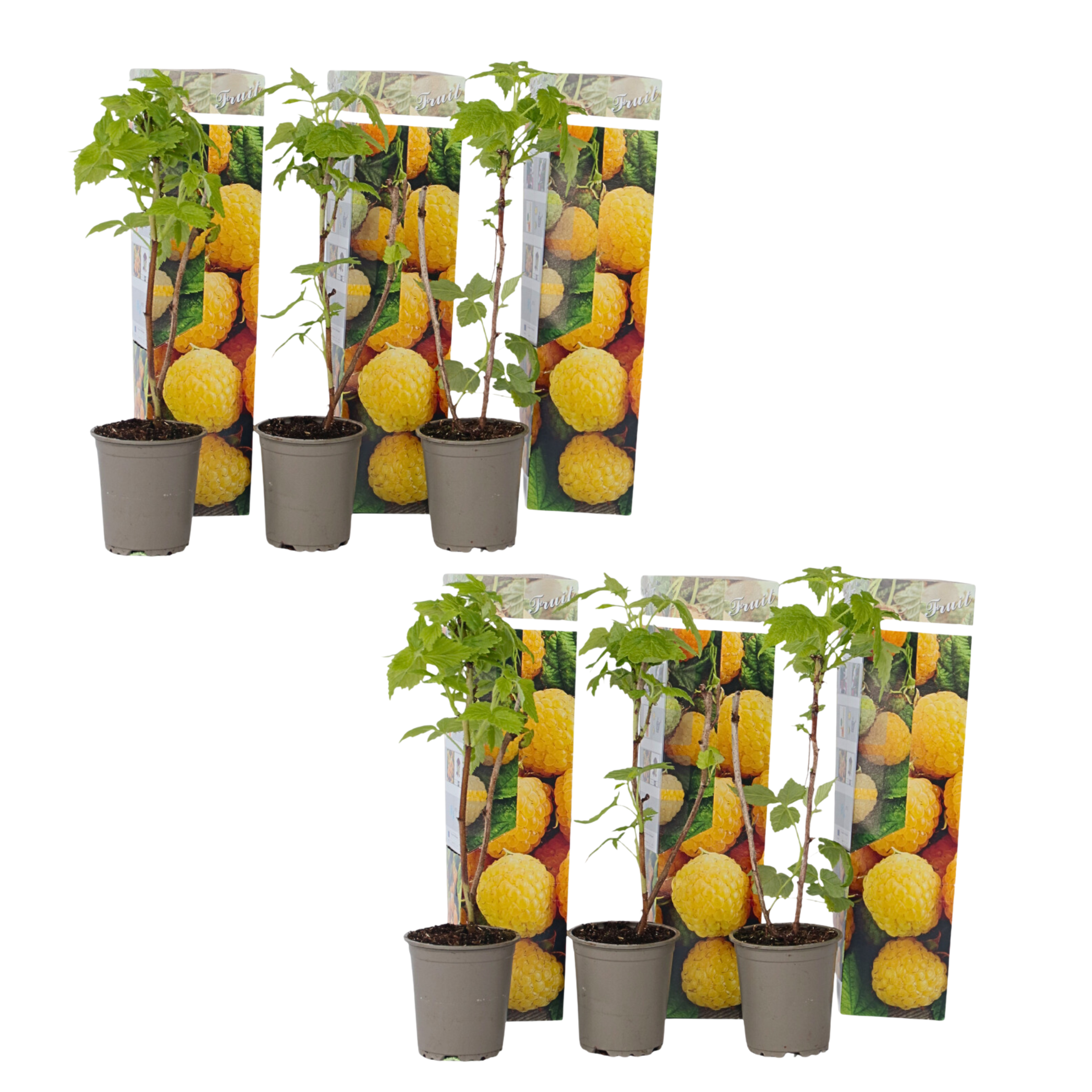 Villivadelma - 6 kpl - Rubus idaeus 'Fallgold' - Korkeus 25-40cm - ⌀9cm