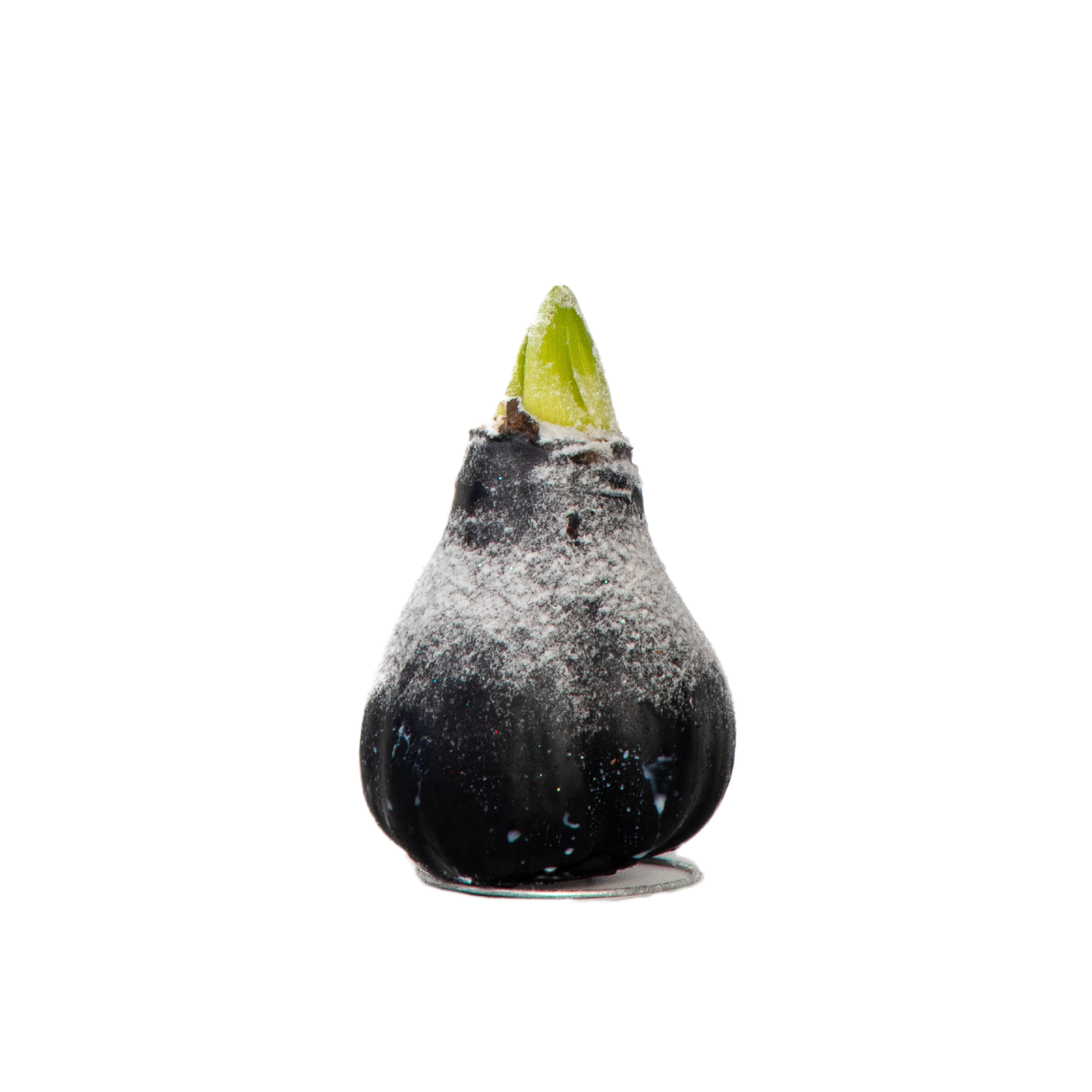 Amaryllis - Hippeastrum 'Wax Snow Black' - Kukkasipuli - Punainen