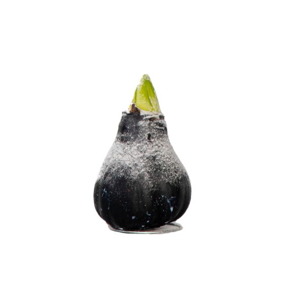 Amaryllis - Hippeastrum 'Wax Snow Black' - Kukkasipuli - Punainen