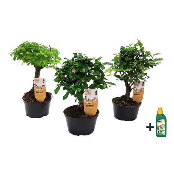 Fukien-teepuu - 3 kpl - Bonsai - Korkeus 20-30 cm - ⌀9,5 cm