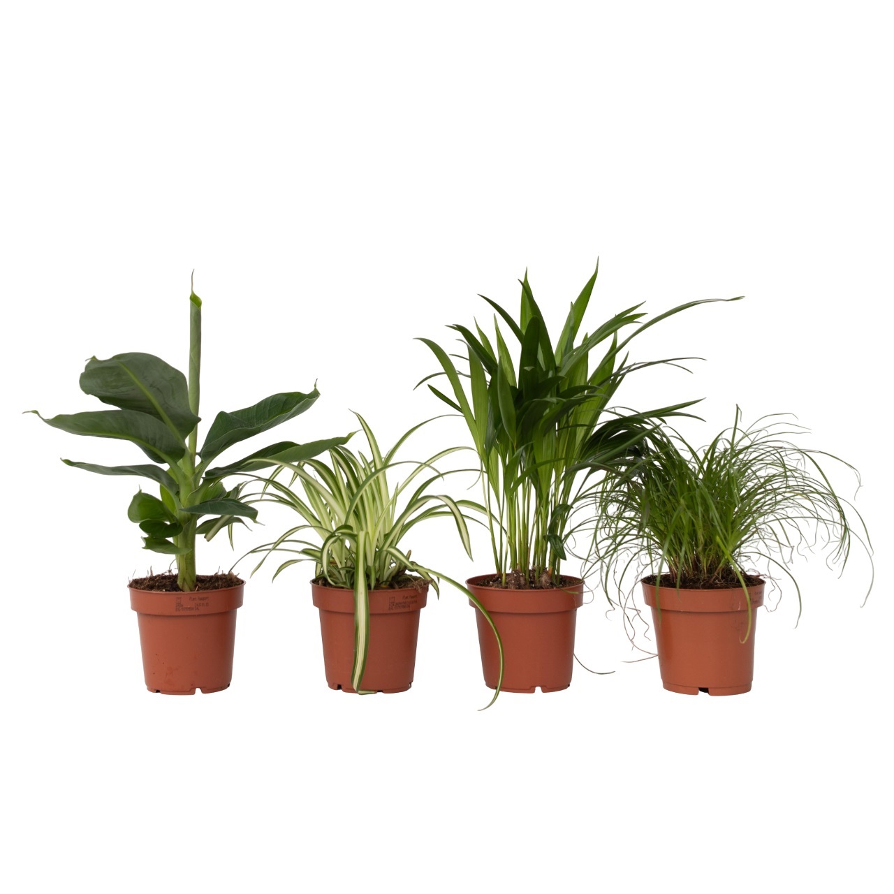 Lemmikkiystävälliset kasvit - 4 kpl - Lemmikkiystävällinen - K25–40cm - ⌀12cm