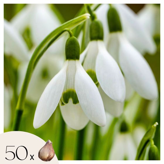 Lumikello - 50 kpl - Galanthus elwesii - Kukkasipulit - Valkoinen