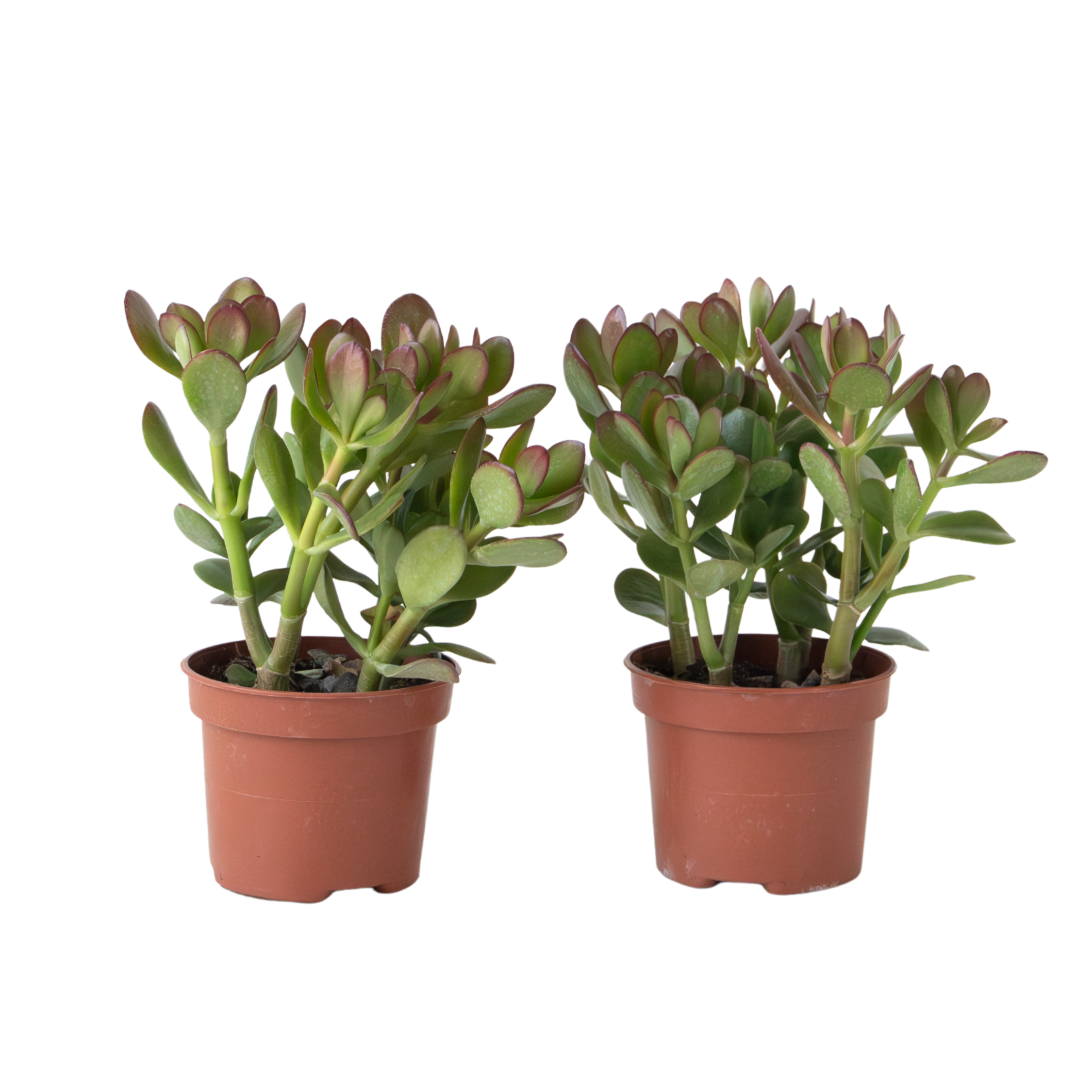 Jadekasvi - 2 kpl - Crassula ovata - Korkeus 15-25 cm - ø12 cm