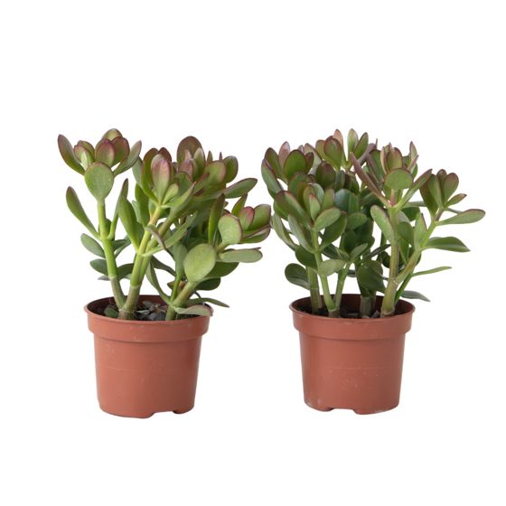 Jadekasvi - 2 kpl - Crassula ovata - Korkeus 15-25 cm - ø12 cm