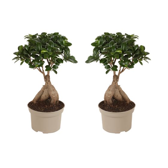 Verhotammi - 2 kpl - Ficus microcarpa - Korkeus 35-40cm - ⌀15cm