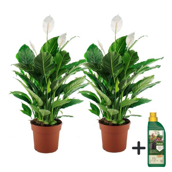 Kauhanliilia + Pokon - 2 kpl - Spathiphyllum 'Lima' - Korkeus 60–75cm - ⌀17cm
