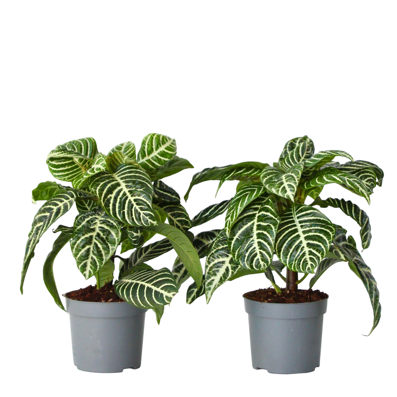 Seeprakasvi - 2 kpl - Aphelandra squarrosa 'Botanica' - Korkeus 25-45cm - ⌀13cm