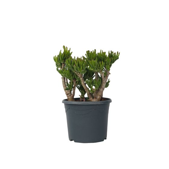 Jadekasvi - Crassula ovata 'Hobbit' - Korkeus 55-60cm - ⌀30cm