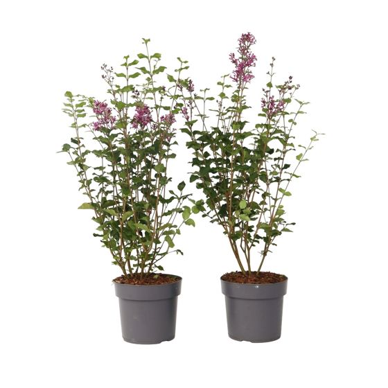 Syyrianlilja - 2 kpl - Syringa 'Bloomerang' - Korkeus 55-65 cm - ⌀19 cm