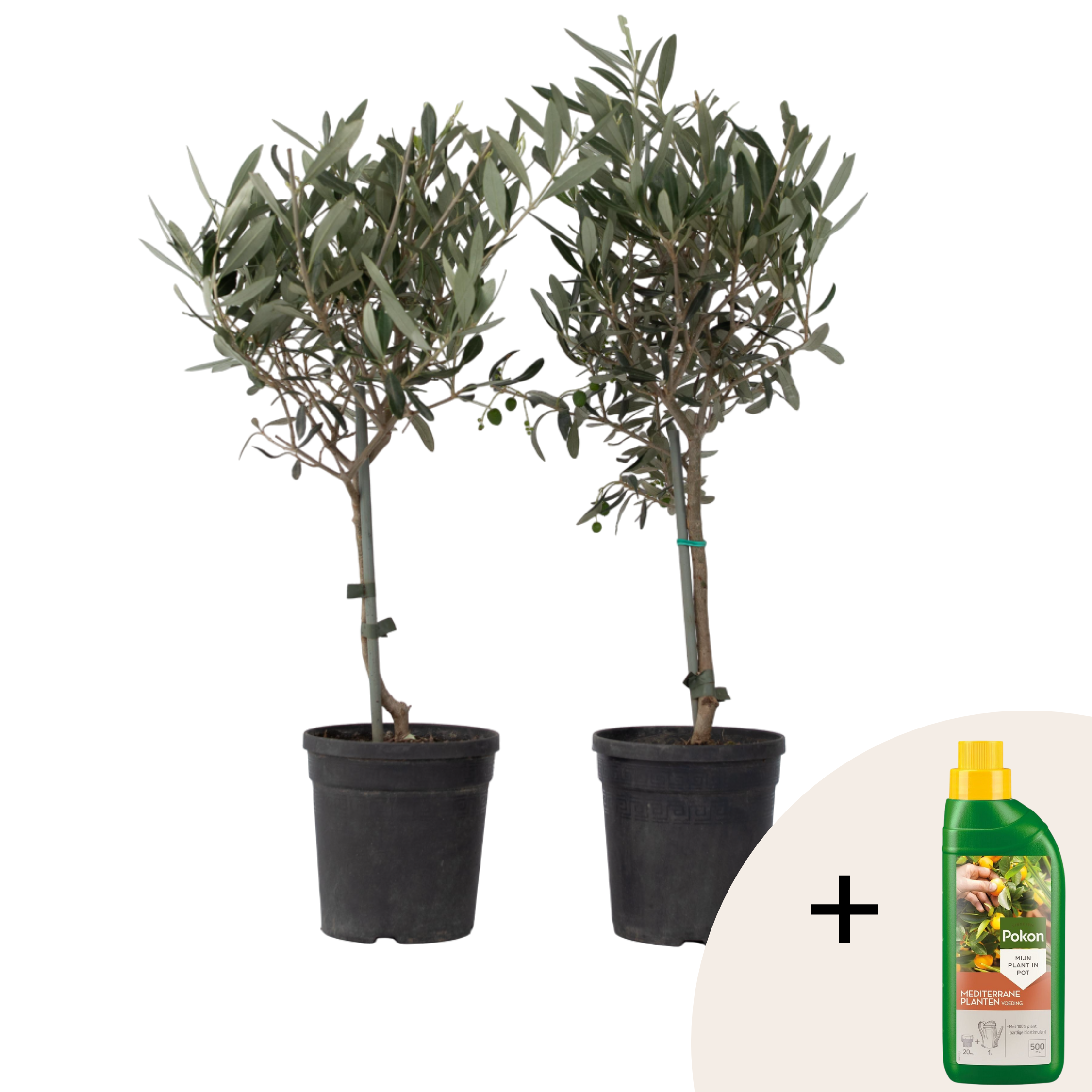 Öljypuu - 2 kpl - Olea europaea - Korkeus 50-60cm - ⌀14cm