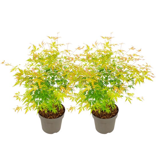 Japanin vaahtera - 2 kpl - Acer palmatum 'Orange Lace' - Korkeus 60-70cm - ⌀19cm