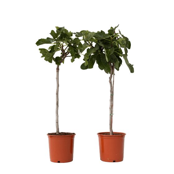 Tavallinen viikuna - 2 kpl - Ficus carica - Korkeus 70-90 cm - ⌀21 cm