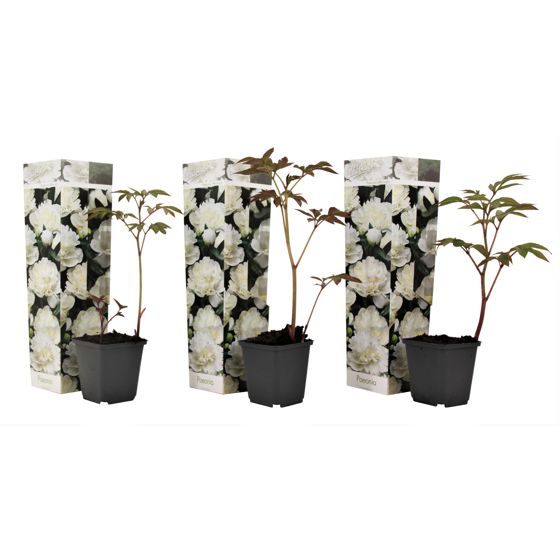 Pioni - 3 kpl - Paeonia officinalis 'Duchesse Nemours' - Korkeus 0–40cm - ⌀9cm