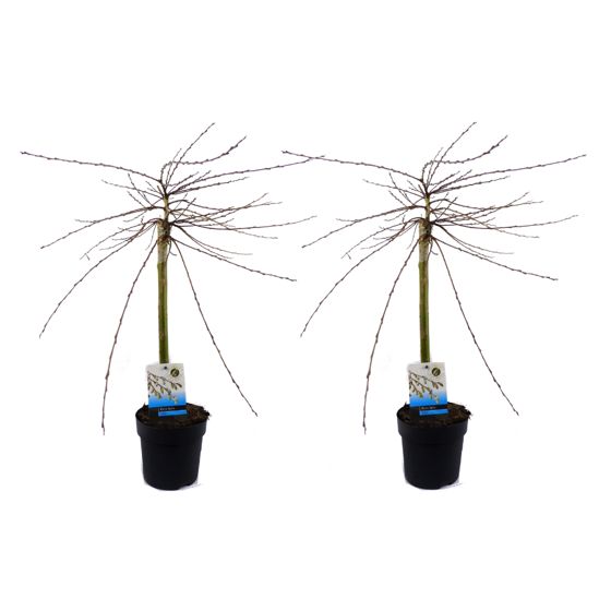 Iona-paju - 2 kpl. - Salix repens 'Iona' - Korkeus 70-80cm - ⌀14cm