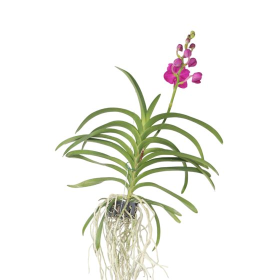 Vanda-orvokki - Vanda 'Pink' - Korkeus 55-65cm