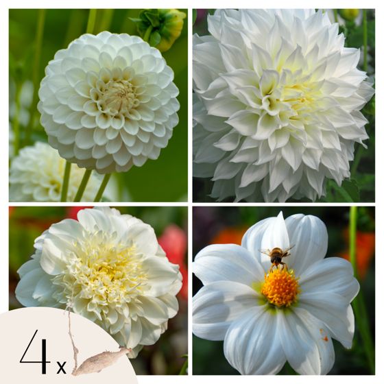 Daalian juurakot - 4 kpl - Dahlia 'White Love' - Kukkasipulit
