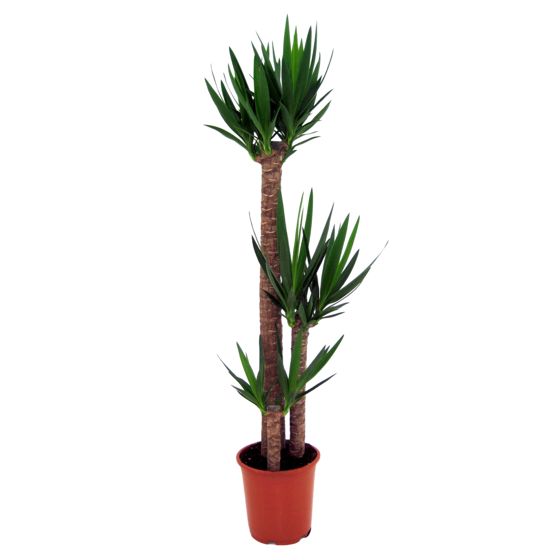 Jukkapalmu - Yucca elephantipes - Korkeus 150-170cm - ⌀27cm