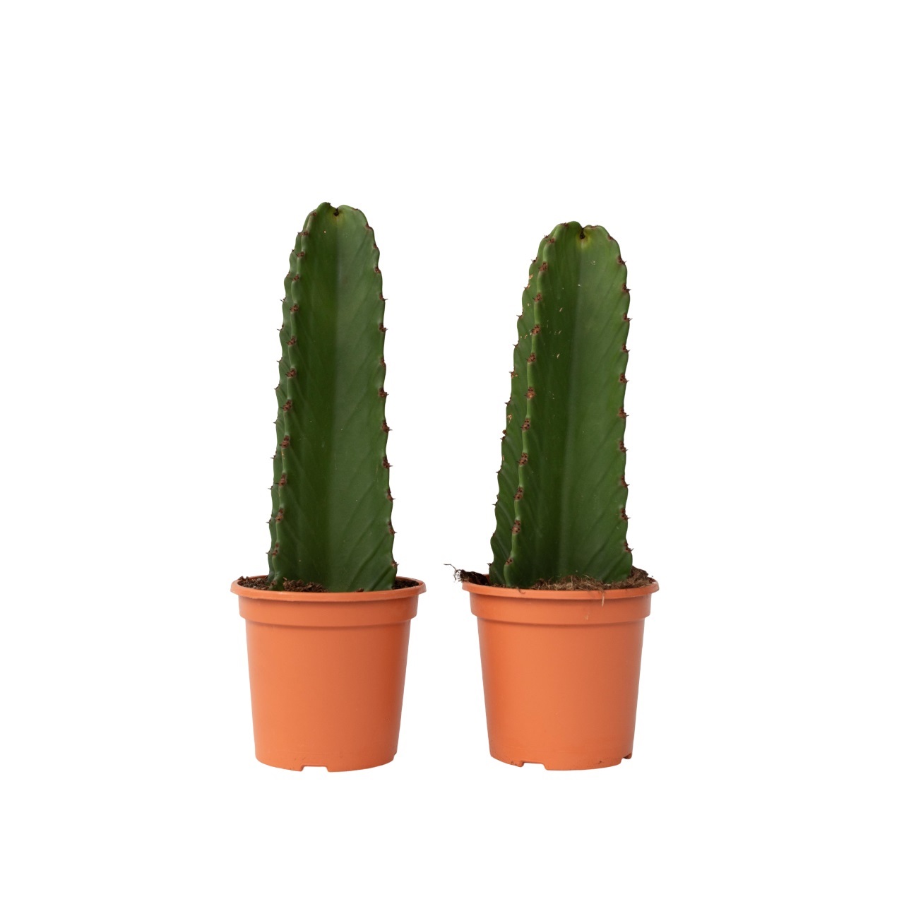 Kandelabri-kaktus - 2 kpl - Euphorbia ingens - Korkeus 40-50 cm - ⌀18 cm