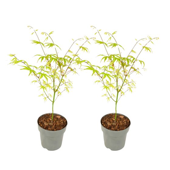 Japanin vaahtera - 2 kpl - Acer palmatum 'Ukigumo' - Korkeus 35-55cm - ⌀15cm