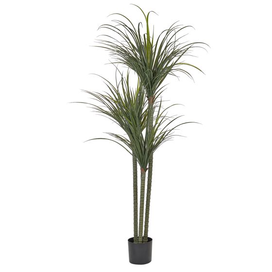 Tekokasvi DRACAENA ANITA 198 cm Vihreä