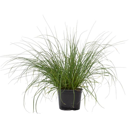 Suihkuheinä - Pennisetum alopecuroides 'Hameln' - Korkeus 20-30 cm - ⌀23 cm