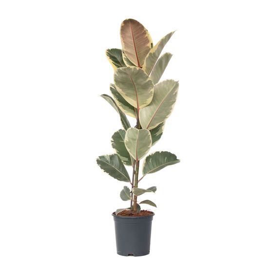 Kumipuu - Ficus Elastica 'Tineke' - Korkeus 75-100cm - ⌀24cm