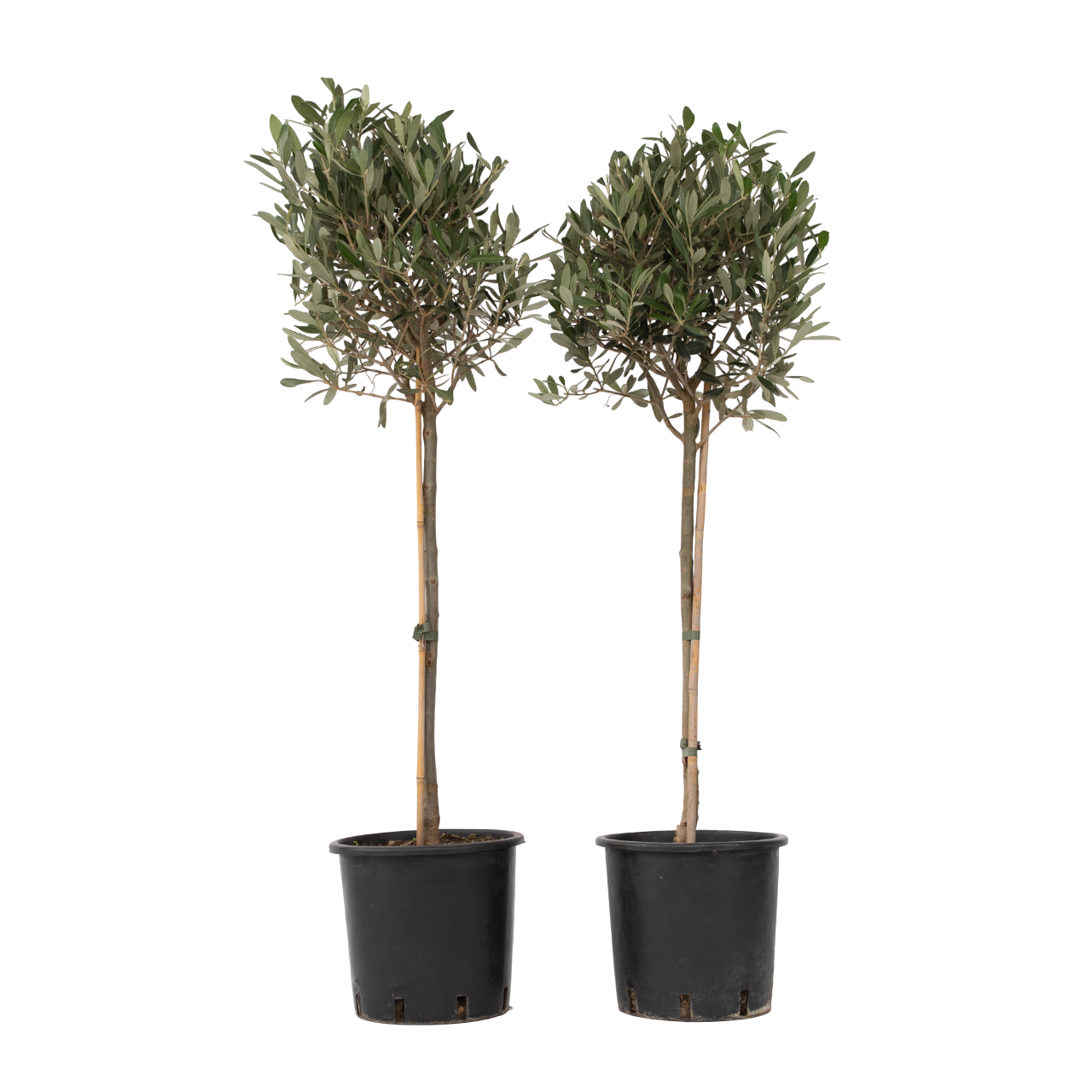 Öljypuu - 2 kpl - Olea europaea - Korkeus 90-100cm - ⌀21cm
