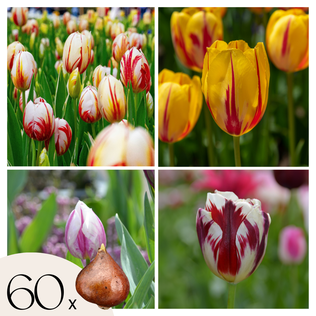 Tulppaaninsipulit - 60 kpl - Tulipa 'Flaming Beauty Mix' - Kukkasipulit
