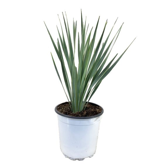 Harjajukka - Yucca rostrata - Korkeus 35-45cm - ⌀17cm