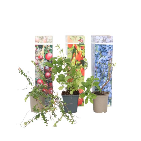 Superhedelmäsekoitus - 6 kpl - Actinidia, Vaccinium - Korkeus 25-40cm - ⌀9cm