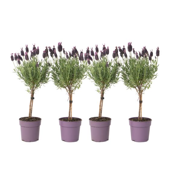 Laventeli - 4 kpl - Lavandula stoechas 'Anouk' - Korkeus 30-40cm - ⌀12cm